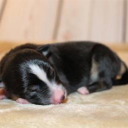 Miniature Australian Shepherd and Toy Australian Shepherd Puppies from Litton's Aussies