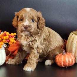 River - Red male Cockapoo puppy in Louisburg, North Carolina from Raven Oak's Mini Cockapoos and Mini Dachshunds