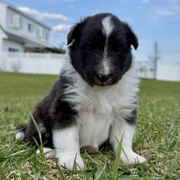 Pink - Black and white female Shetland Sheepdog puppy in Gaylord, Michigan from Lexy's Shetland Sheepdogs