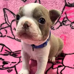Boston Terrier Puppies from Heather's Boston Babies