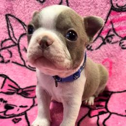 Boston Terrier Puppies from Heather's Boston Babies