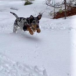 Catahoula Leopard Dog Puppies from Coweeman Catahoulas