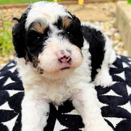Buck - Phantom male Bernedoodle puppy in Sherman, Illinois from Shirl Doodle Life