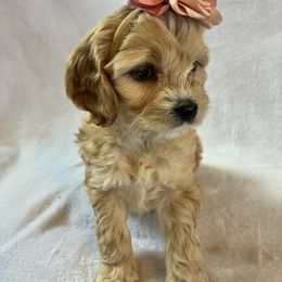 Hazel - Sable and white female Cockapoo puppy in Adrian, Oregon from ApplebyFarm
