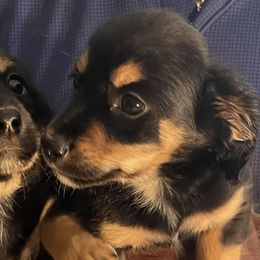 Dachshunds from Odessa's Dachshunds