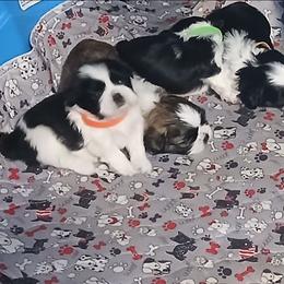 Girl 2 - Black and white female Shih Tzu puppy in Morrison, Tennessee from Westies of Morrison