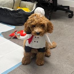 Boaz - Apricot Parti Toy Goldendoodle - Parti male Goldendoodle puppy in Lancaster, California from Kid's Best Doodle