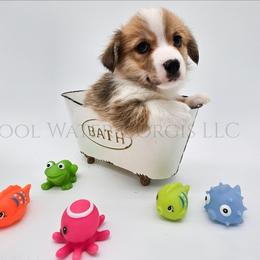 Ron - Red male Pembroke Welsh Corgi puppy in Kiowa, Colorado from Cool Water Corgis LLC