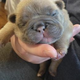 French Bulldog Puppies from Smith's Small Town Frenchies