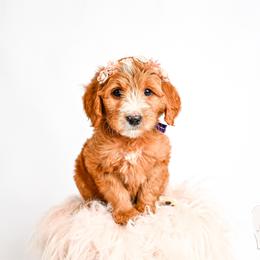 Purple - Red  female Goldendoodle puppy in Platteville, Wisconsin from Beck Kennel