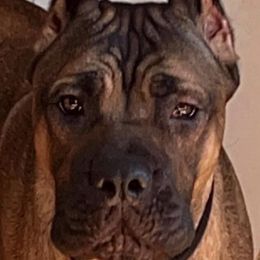 Lucy - Cane Corso