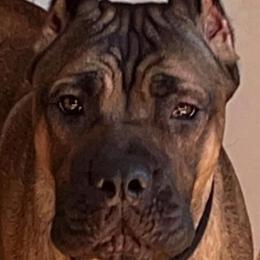 Lucy - Cane Corso