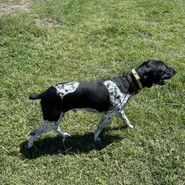 Wrango - German Shorthaired Pointer