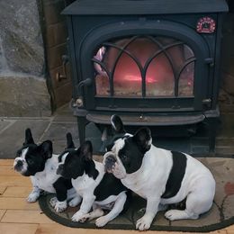 Bullmastiff and French Bulldog Puppies from Adrienne's Pups