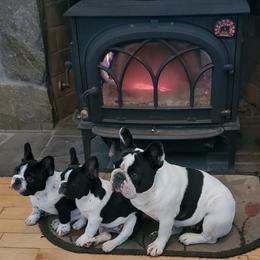 Bullmastiff and French Bulldog Puppies from Adrienne's Pups
