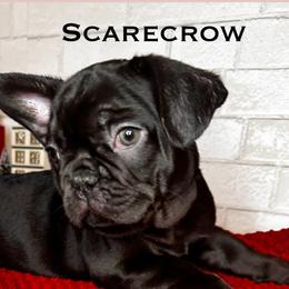 Boy 2 - Tricolors French Bulldog puppy in Arizona from Frenchiepuphub