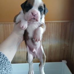 Huck - Fawn male Boxer puppy in Cannon Falls, Minnesota from Pattys Boxers and Bulldogs