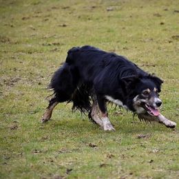 Tempest - Border Collie