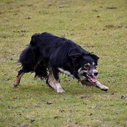 Tempest - Border Collie