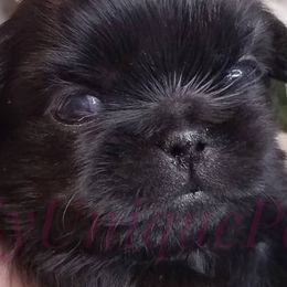 Pekingese from My Unique Peke