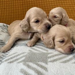 Girl 2 - Cream female Dachshund puppy in Marshfield, Missouri from Hilltop Kennel LLC