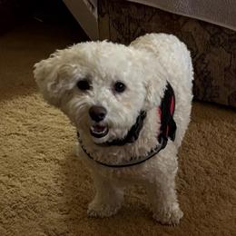 Sparky - Bichon Frise