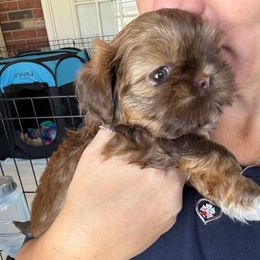 Boy2 - Chocolate male Shih Tzu puppy in Lakeland, Florida from The Townsend Tzu