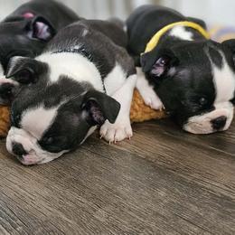 Boston Terrier puppies from K & B Boston's