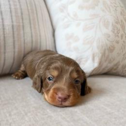 Nico - Chocolate and tan male Dachshund puppy in Cape Coral, Florida from Dear Dachshunds