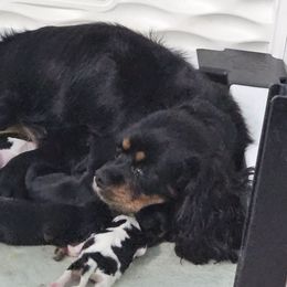 Mercy - Cavalier King Charles Spaniel