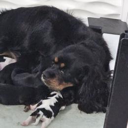 Mercy - Cavalier King Charles Spaniel