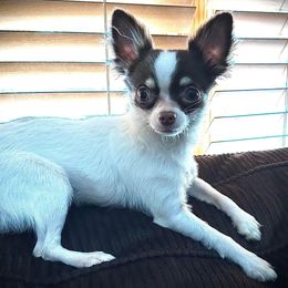Niko - Chihuahua