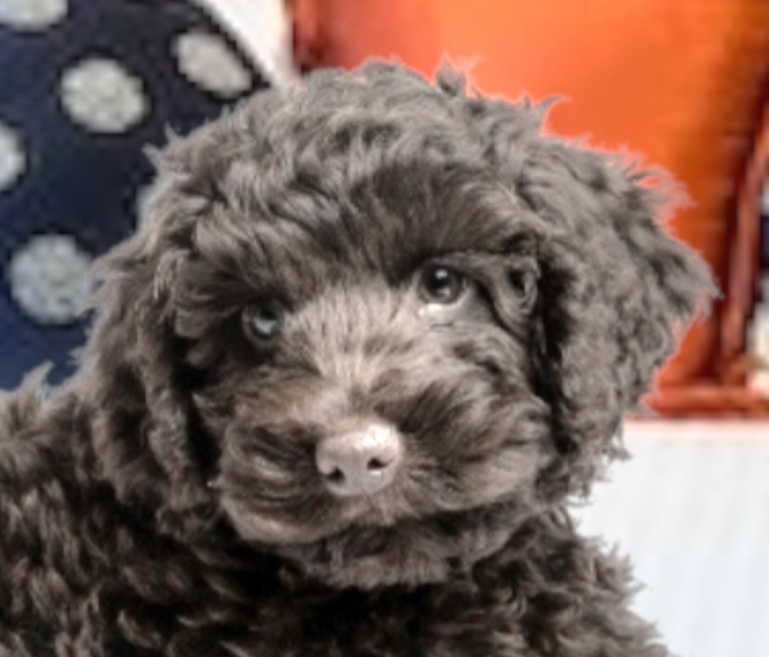 Sweet Pepper - Black Labradoodle puppy in Florida from 7 Puppies
