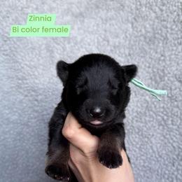Zinnia - Bi-color female German Shepherd puppy in New Cambria, Missouri from Des Hausraben Shepherds