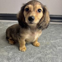 Marcus - Cream male Dachshund puppy in Gilbertsville, Kentucky from DeLaunes Dachshunds