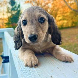 Kiwi 3500 - Cream female Dachshund puppy in Sylvania, Alabama from Yancey’s Doxies
