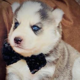 Nanuk - Black and white female Siberian Husky puppy in Atlanta, Georgia from Lobban Huskies