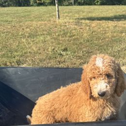 Goldendoodle All Grown Up from Dana Walters