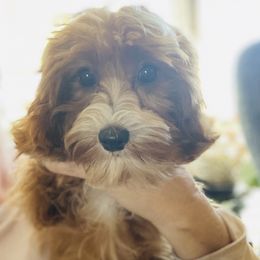 Aussiedoodles, Bernedoodles, Cavapoos, Goldendoodles, and Poodles from Huckadoodle Farm