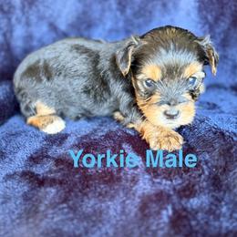Yorkshire Terrier puppies from Our Yorkie and Morkie Puppies of Summerville, South Carolina.
