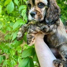 Cocker Spaniel Puppies from Mable meadows Cockers