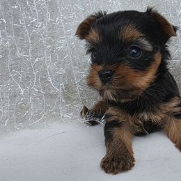 Lucy - Black and tan female Yorkshire Terrier puppy in Haines City, Florida from MF_Yorkies