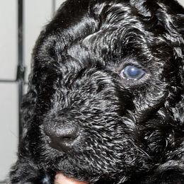 Girl 1 - Poodle puppy in Miami Dade County, Florida from RoyalPaws_Miami