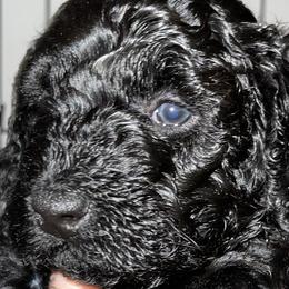 Girl 1 - Poodle puppy in Miami Dade County, Florida from RoyalPaws_Miami