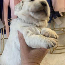 Dachshund and Golden Retriever Puppies from Charmm Dachshunds & English Cream Golden Retrievers
