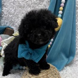 Atticus - Black male Poodle puppy in West Plains, Missouri from Puppies-4U