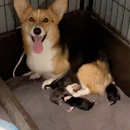 Truvy - Pembroke Welsh Corgi