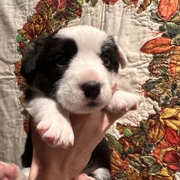 Cardigan Welsh Corgi Puppies from Smoky Tails Corgis