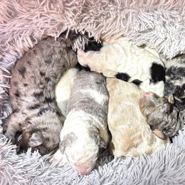 Bernedoodle puppies from Starlight Goldendoodles