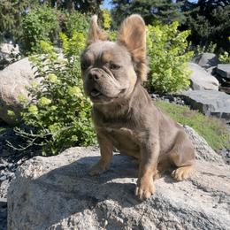 Mia - French Bulldog